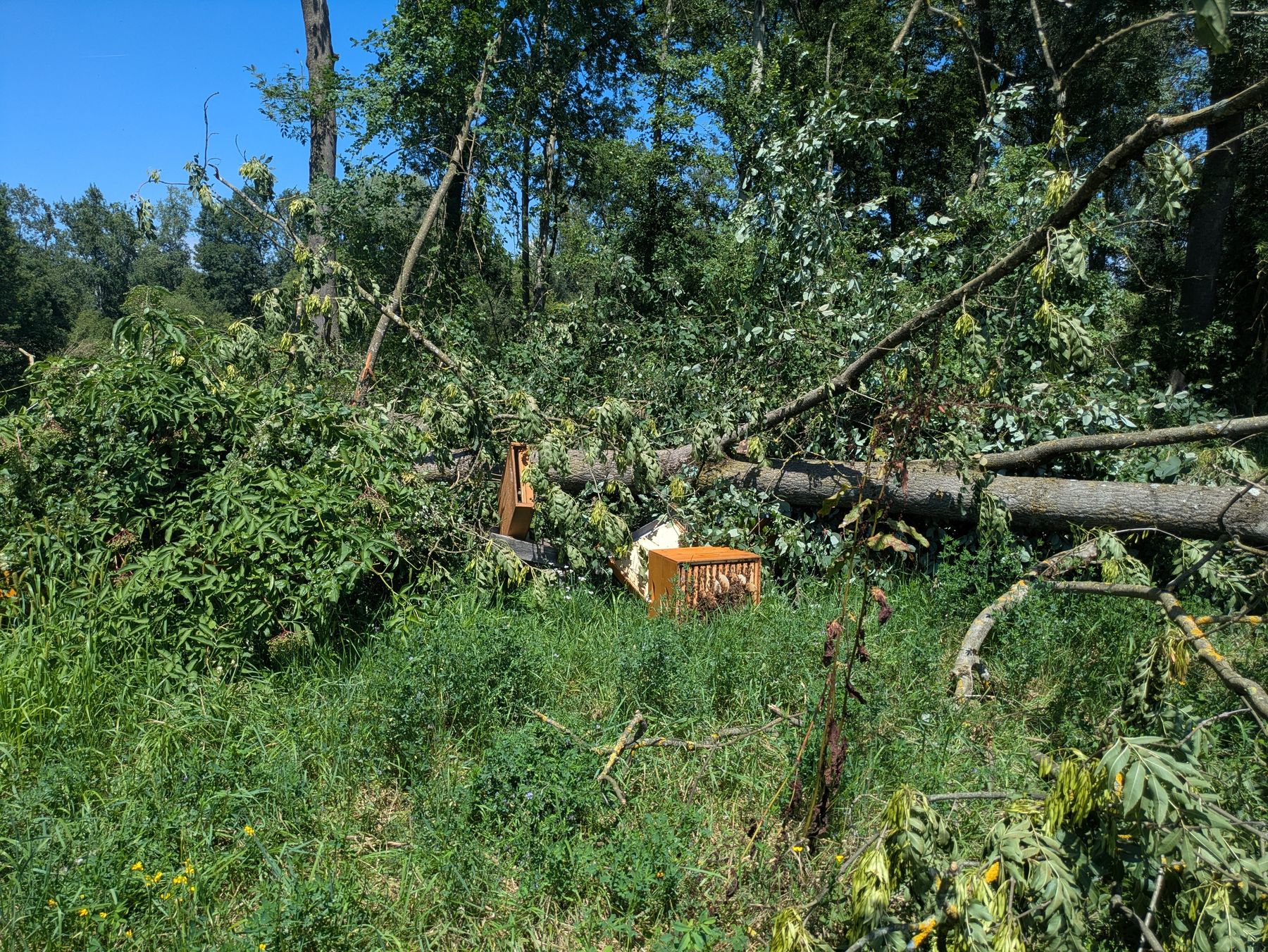 Schaden am Bienenstand durch Windwurf