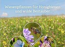 Titelblatt Wiesenbroschüre .jpg