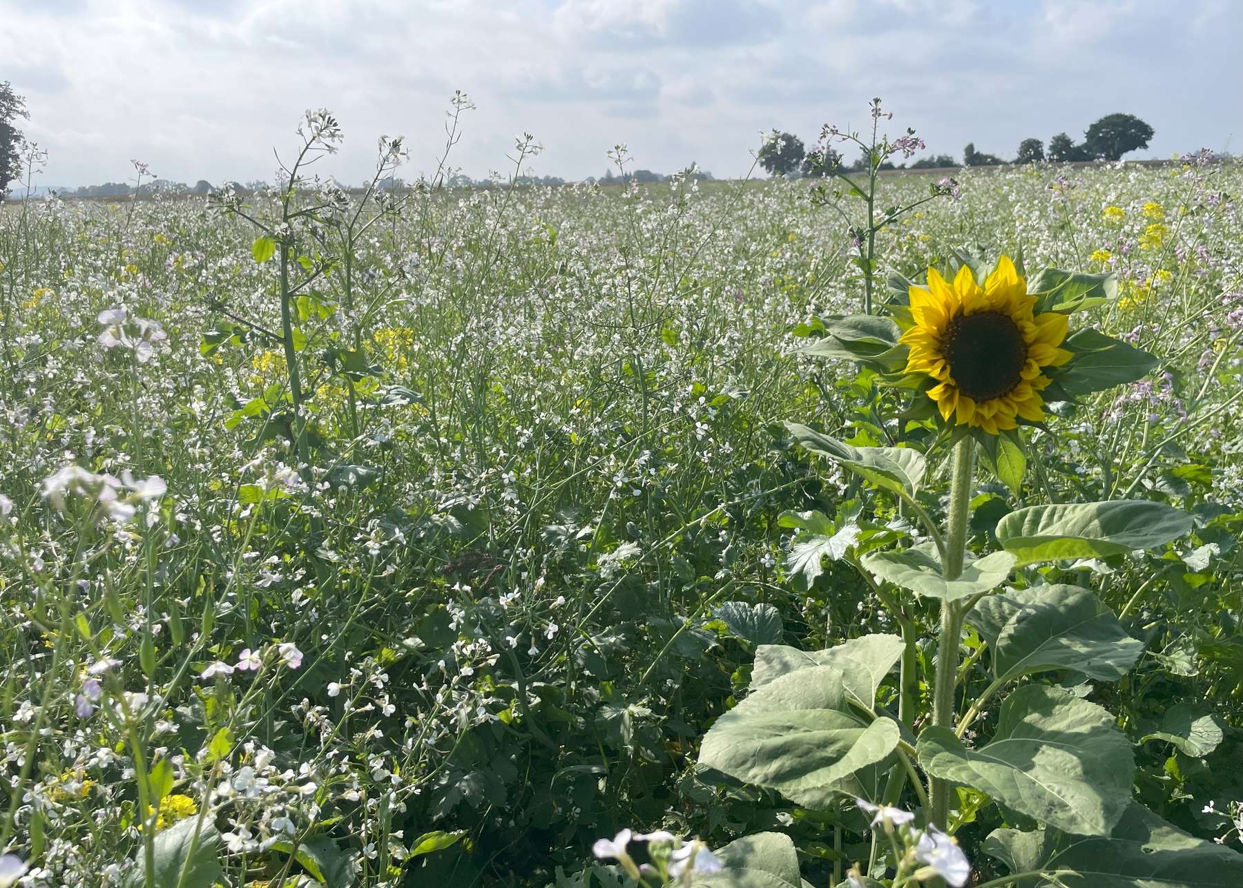 Blühende Zwischenfrucht im Frühherbst als Nahrung für Bestäuberinsekten.jpg