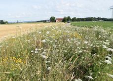 Lebensraumvernetzung mit ÖPUL-Maßnahmen: Welche Maßnahmen gibt es und was wird dasbei umgesetzt. .jpg