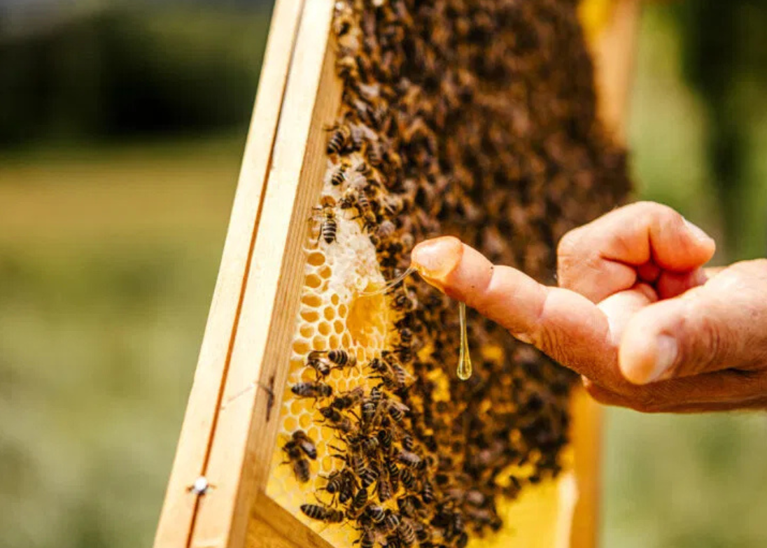 Bienentage der BIO Austria 2026.png