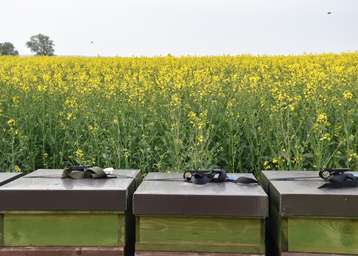 Imker und Landwirte an einen Tisch - das Erfolgsformat jetzt als Webinar.jpg