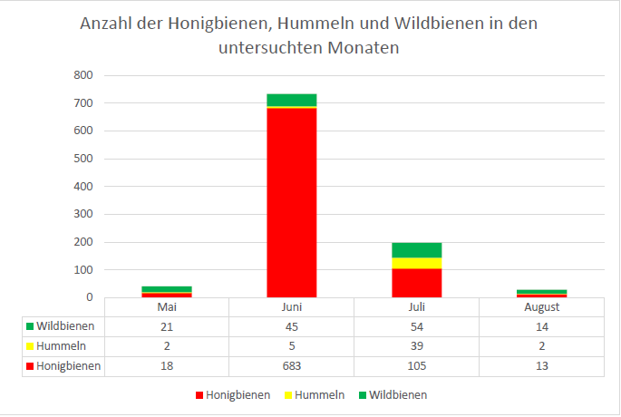 Anzahl der nachgewiesenen Individuen von Honigbienen, Hummeln und Wildbienen in den Monaten Mai, Juni, Juli und August während der Transektbehegungen. © Schwarz