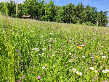 Vergleichsfläche am 20. Mai 2025 mit großem Blütenreichtum. © Schwarz