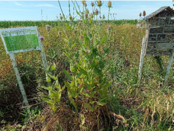 Auf dem unbewirtschafteten Blühstreifen (F2) setzte sich die Karde durch, mit niedrigem Blütenangebot, dafür aber Nistplätze für Wildbienen. © Schwarz