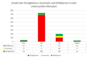 Ergebnisse Wildbienenmonitoring 2025.jpg