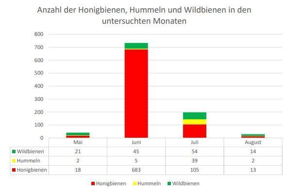 Ergebnisse Wildbienenmonitoring 2025.jpg