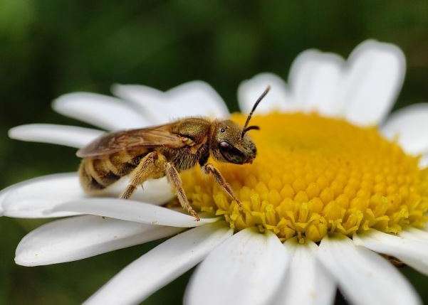Bienenerhebung auf unterschiedlich bewirtschafteten Blühflächen in Bad Wimsbach-Neydharting in Oberösterreich.  © Schwarz