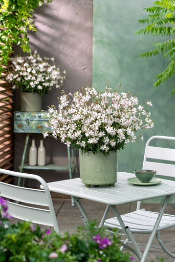 Die "Wilde Hilde" - wild, frech und wunderbar!.jpg