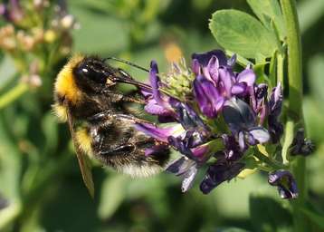 Hummel auf Luzernenblüte.jpg