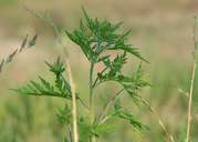 Beifußblättrige Ambrosie, auch als "Ragweed" bekannt.jpg