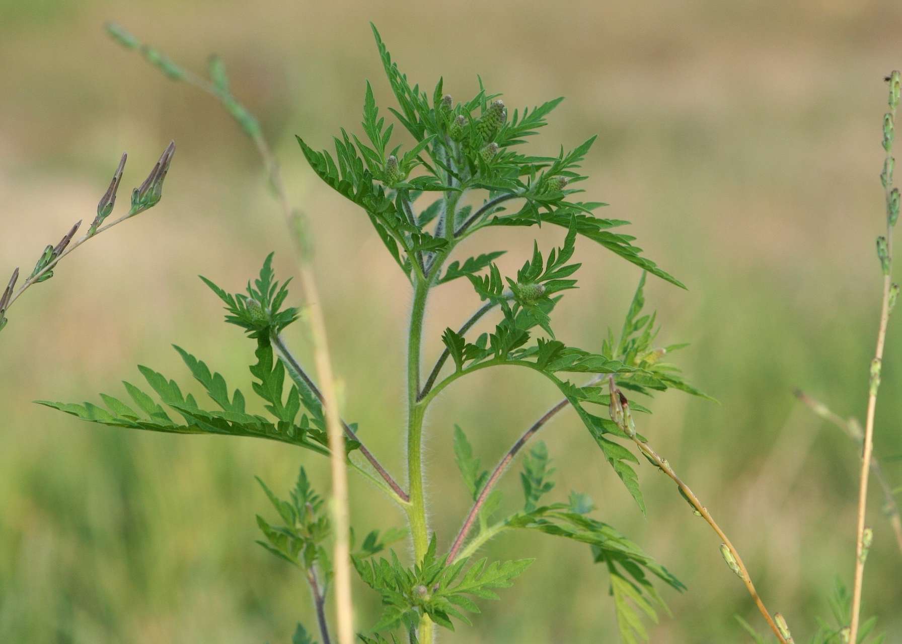 Beifußblättrige Ambrosie, auch als "Ragweed" bekannt.jpg