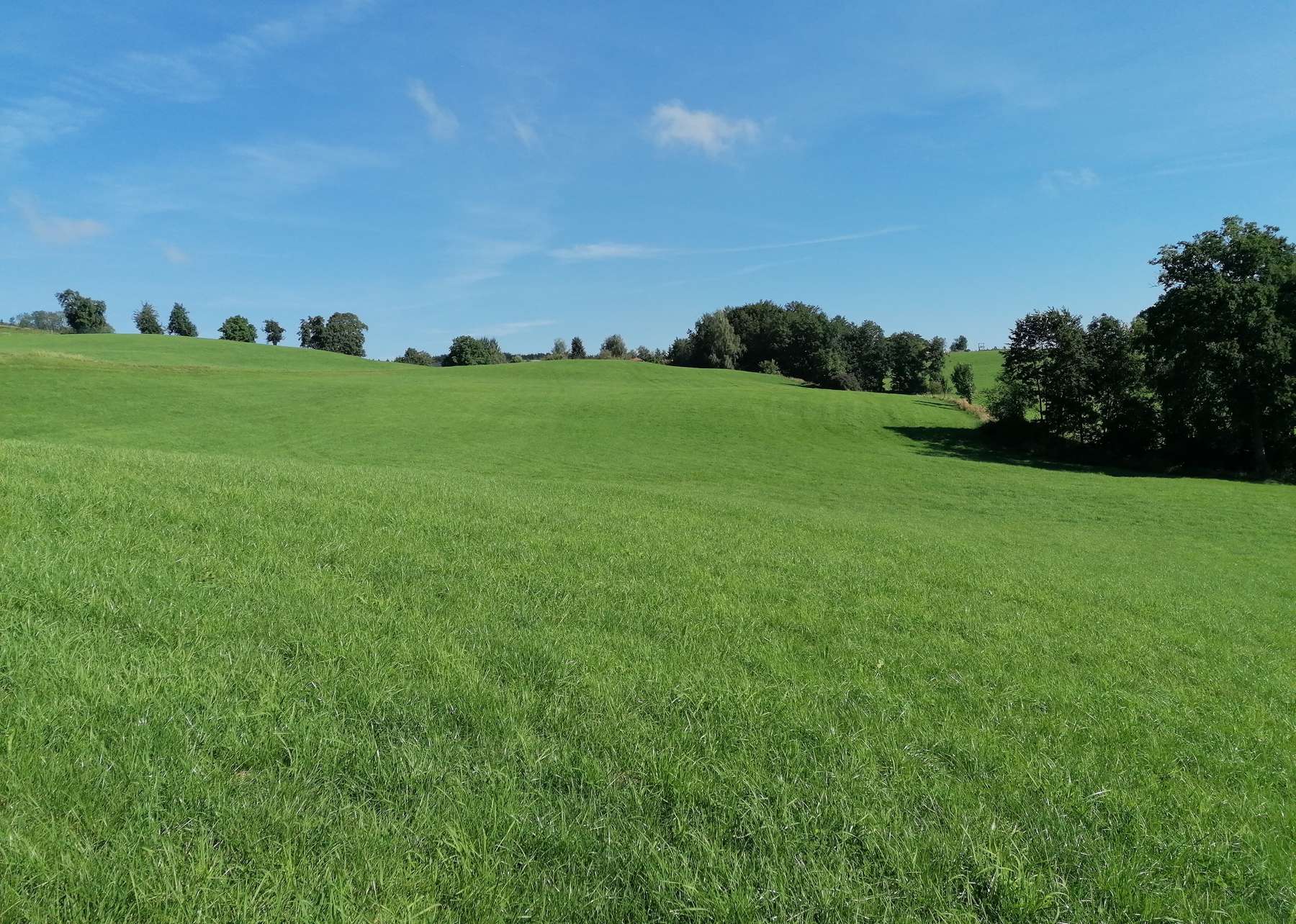 Vielfalt in der Grünlandnutzung erhalten - wie geht das?.jpg