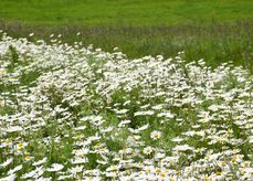 Blühstreifen in Mehrnbach .jpg