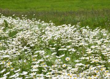 Blühstreifen in Mehrnbach .jpg