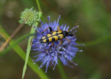 Insektenvielfalt stellt die Basis des ökologischen Gleichgewichts darstellt..jpg