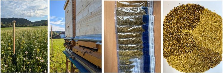 Versuchsaufbau: Zwischenfruchtparzellen – mobile Bienenstöcke mit Stockwaage und Pollenfalle – Pollensammlung – Analyse im Labor..jpg