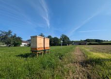 Der Versuchsbericht zum Bienenfreundlichen Zwischenfruchtversuch 2025 ist online!.jpg