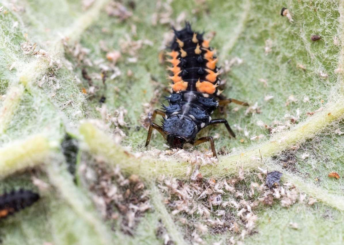 Webinar: Biologischer Pflanzenschutz im Garten - Vorbeugung und Handlungsmöglichkeiten.jpg