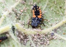 Webinar: Biologischer Pflanzenschutz im Garten - Vorbeugung und Handlungsmöglichkeiten.jpg