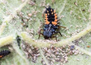 Webinar: Biologischer Pflanzenschutz im Garten - Vorbeugung und Handlungsmöglichkeiten.jpg