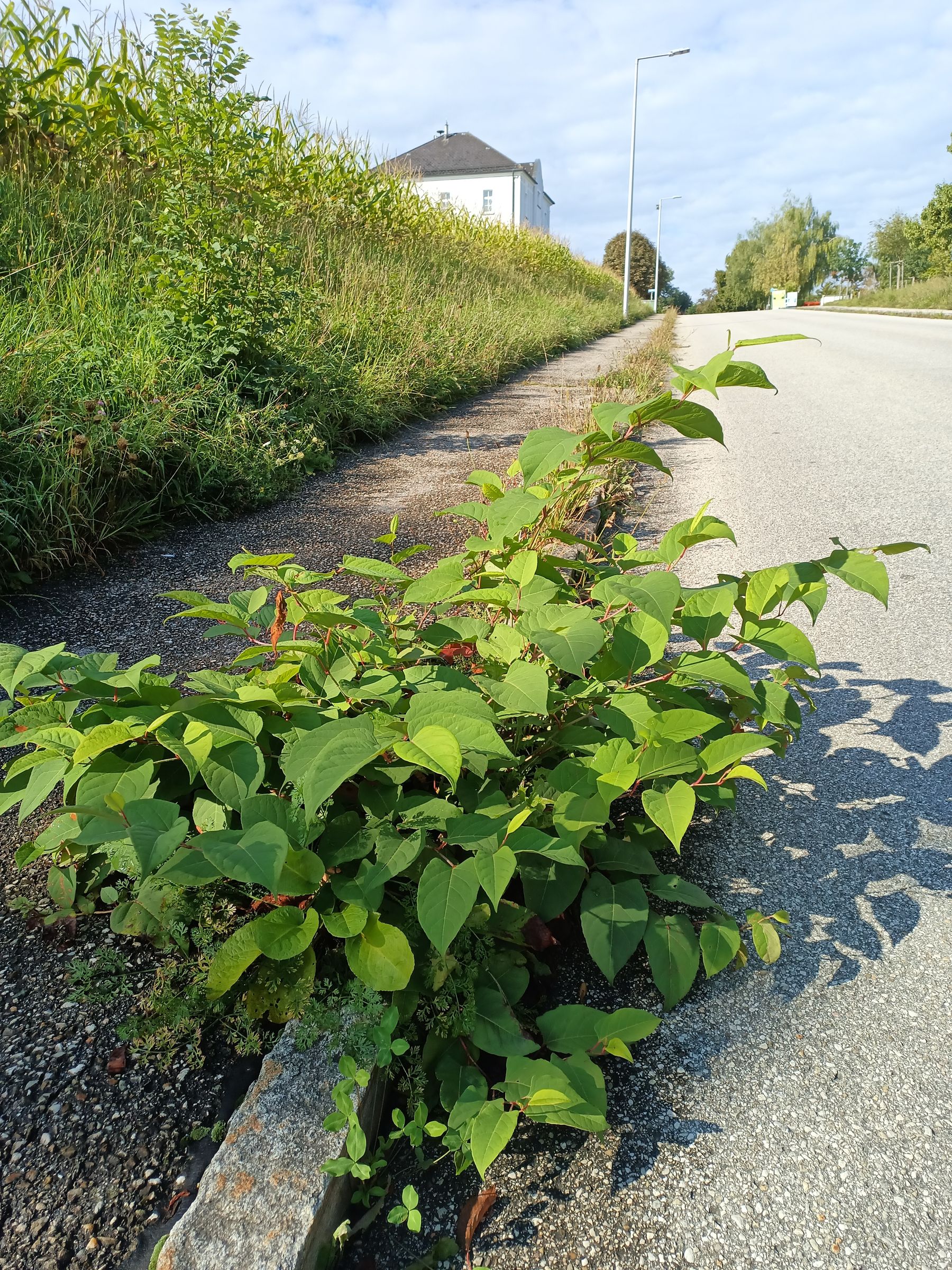 Der Staudenknöterich: ein Problem für heimische Pflanzen und Infrastruktur..jpg