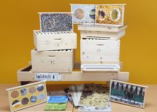 Fotobeute der Kärntner Imkerschule: Bienenfreie Einblicke ins Bienenvolk.jpg