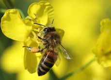 Raps dominiert als registrierte Kultur in der Bienenwanderbörse OÖ..jpg