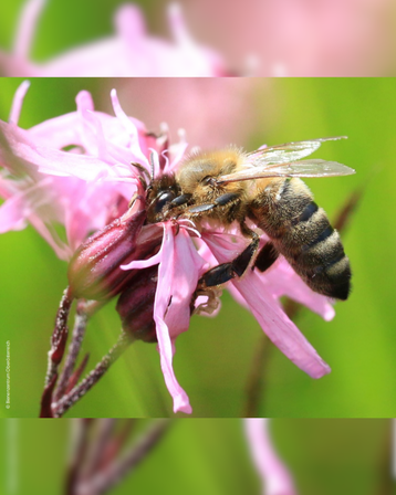 Es lebe die Vielfalt!.png