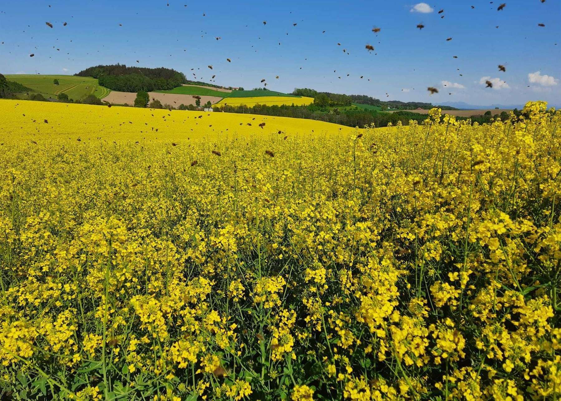 Rapsblütenfelder bieten Honigbienen im Frühjahr reichlich Nektar und Pollen. .jpg