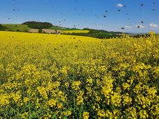 Rapsblütenfelder bieten Honigbienen im Frühjahr reichlich Nektar und Pollen. .jpg