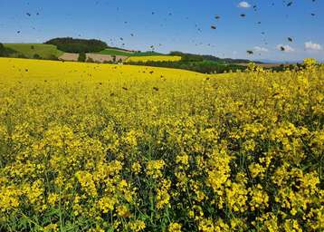 Rapsblütenfelder bieten Honigbienen im Frühjahr reichlich Nektar und Pollen. .jpg