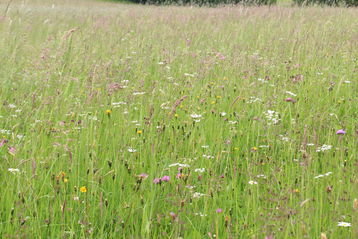 Zwei Nutzungen ermöglichen eine extensive Bewirtschaftung mit hohem ökologischen Nutzen.