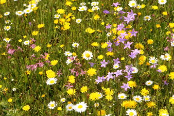 Sehr extensives Grünland bietet durch späte und seltene Nutzung einen hohen ökologischen Wert für Bestäuber und andere Insekten.