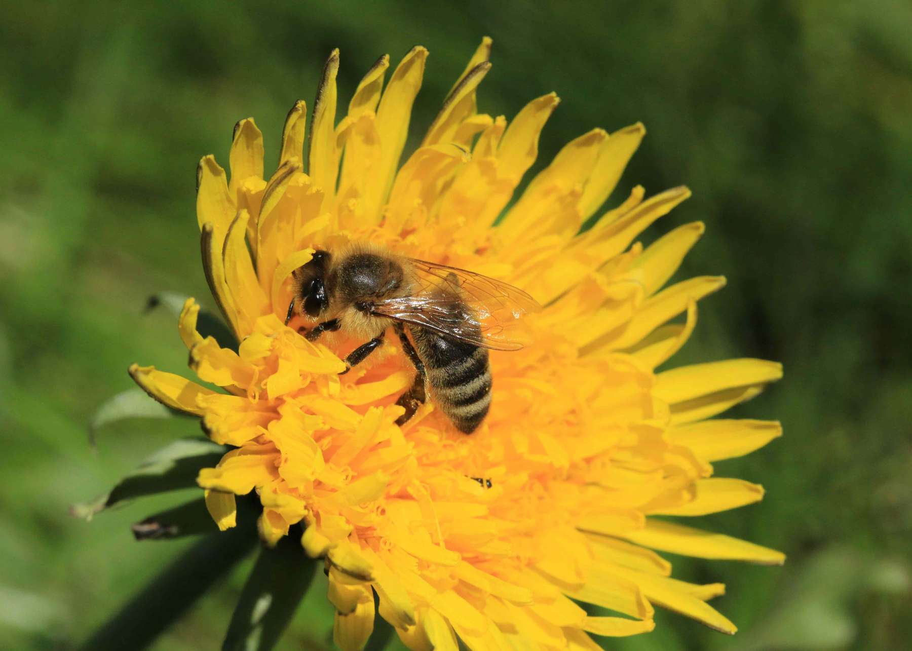 Frühe Blüten wie Löwenzahn sichern die Energieversorgung vieler Bestäuberarten.