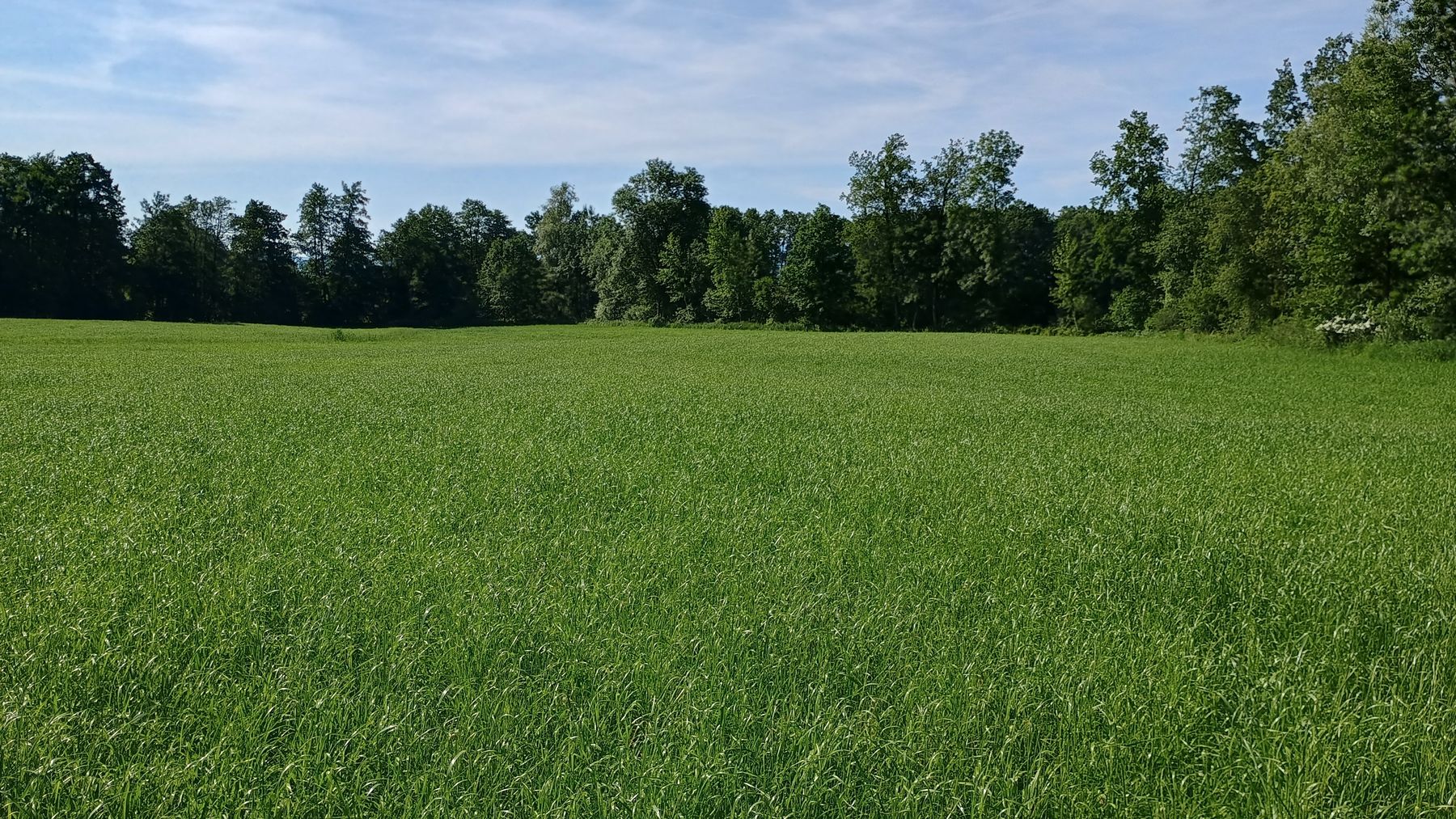 Ertragsbetontes Grünland liefert wertvolles Futter – bietet jedoch nur wenig Blütenressourcen für Bestäuber.