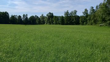 Ertragsbetontes Grünland liefert wertvolles Futter – bietet jedoch nur wenig Blütenressourcen für Bestäuber.