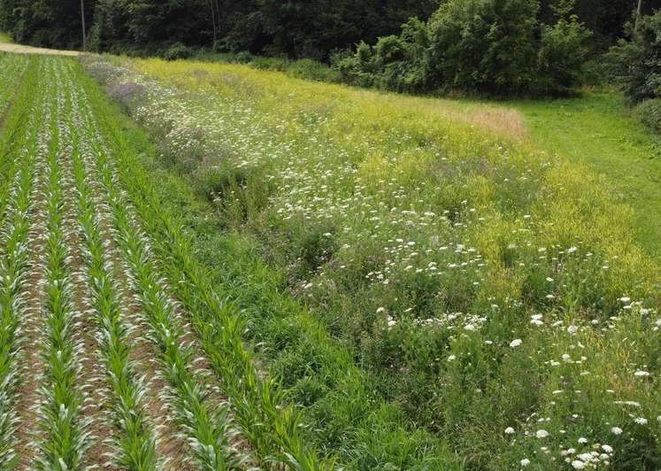 Biodiversitätsrelevante Flächen spielen aller Voraussicht nach auch in einem zukünftigen Agrarumweltprogramm eine tragende Rolle. .jpg
