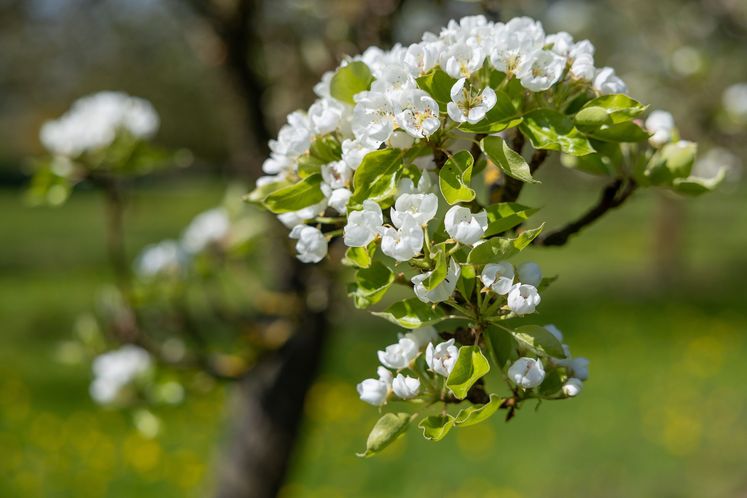 Streuobstwiesen blühen gerade in voller Pracht..jpg