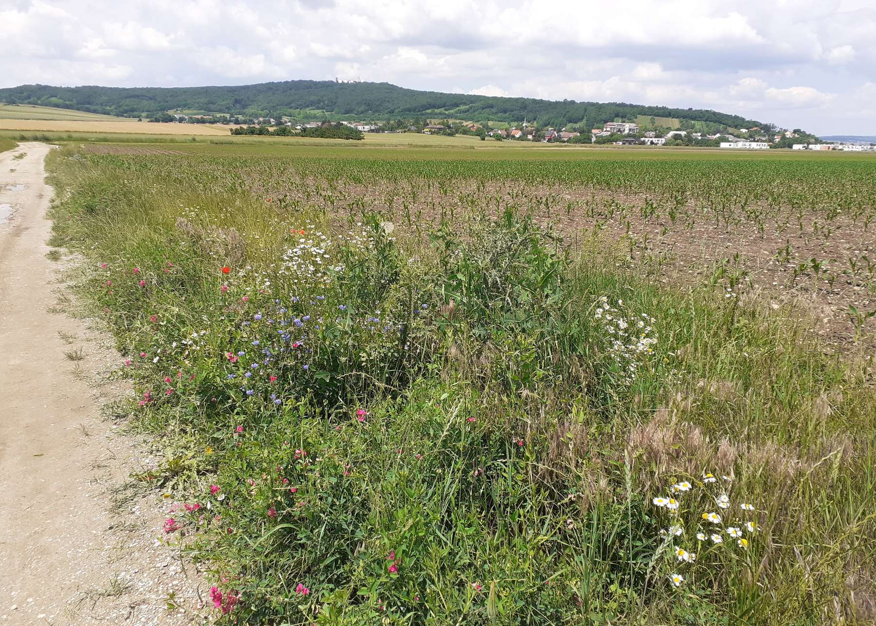 Strukturreiche Randbereiche wie Feldraine bieten Lebensraum für verschiedenste Arten an Wildbienen..jpg