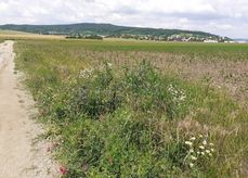 Strukturreiche Randbereiche wie Feldraine bieten Lebensraum für verschiedenste Arten an Wildbienen..jpg
