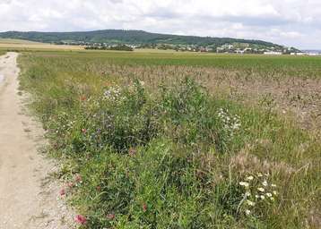 Strukturreiche Randbereiche wie Feldraine bieten Lebensraum für verschiedenste Arten an Wildbienen..jpg