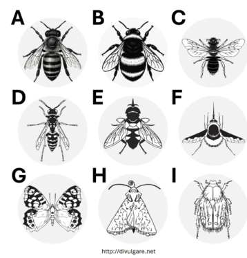 Dieses Bild kann dir helfen die verschiedenen Gruppen von Bestäubern zu unterscheiden. A-Honigbiene: B-Hummel; C-andere Bienen; D-Wespe; E-Schwebfliege; F-Wollschweber; G-Schmetterling; H-Motte; I-Käfer..png