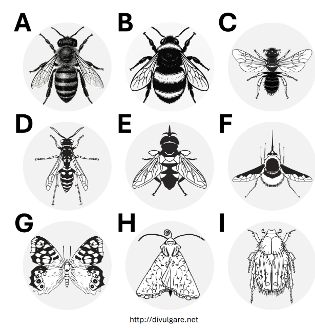 Dieses Bild kann dir helfen die verschiedenen Gruppen von Bestäubern zu unterscheiden. A-Honigbiene: B-Hummel; C-andere Bienen; D-Wespe; E-Schwebfliege; F-Wollschweber; G-Schmetterling; H-Motte; I-Käfer..png