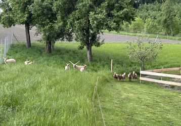 Am Krengruber Hof wird die hochgefährdete Rasse der Zackelschafe gezüchtet und erhalten. .jpg