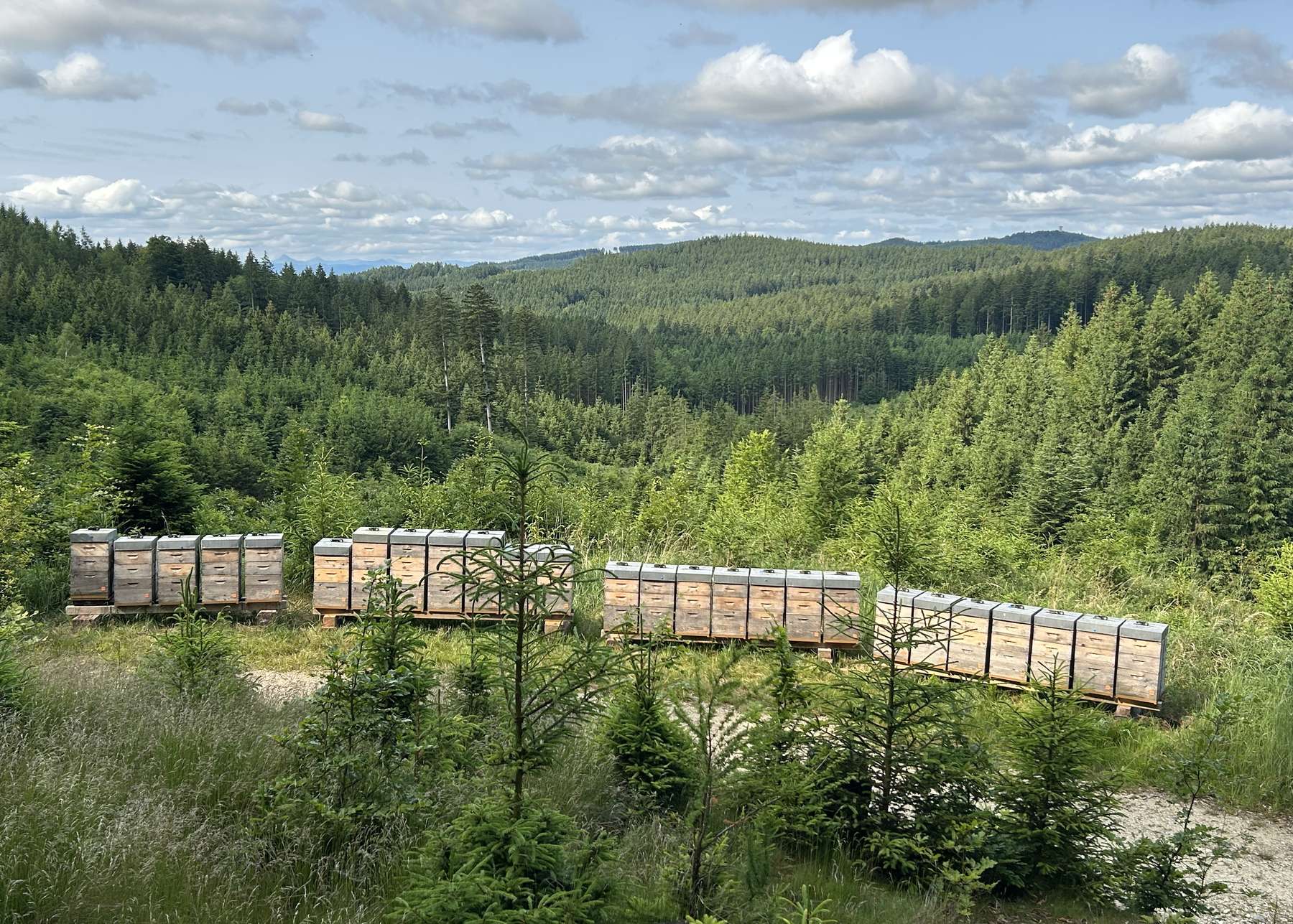 Wandervölker der Bio‑Imkerei Heftberger im Hausruckwald..jpg