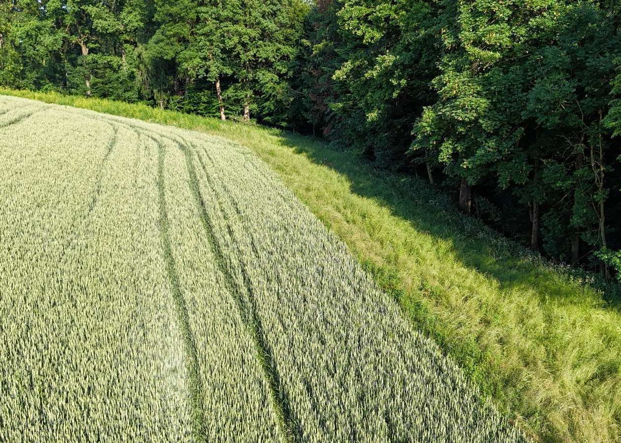 Aufgrund der enormen Trockenheit im Frühjahr und der angespannten Futtersituation wurden für 2026 Erleichterungen im Bereich der Biodiversitätsflächen ermöglicht. .jpg