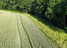 Aufgrund der enormen Trockenheit im Frühjahr und der angespannten Futtersituation wurden für 2026 Erleichterungen im Bereich der Biodiversitätsflächen ermöglicht. .jpg