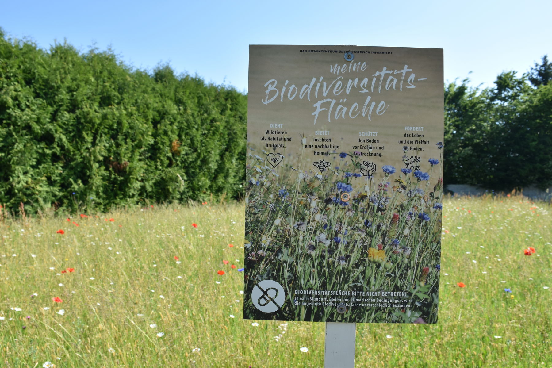 Du willst DEINE Biodiversitätsfläche vor den Vorhang holen?.jpg