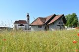 Blühender Friedhof: Verblühtes stehen lassen – Lebensraum für Insekten..jpg